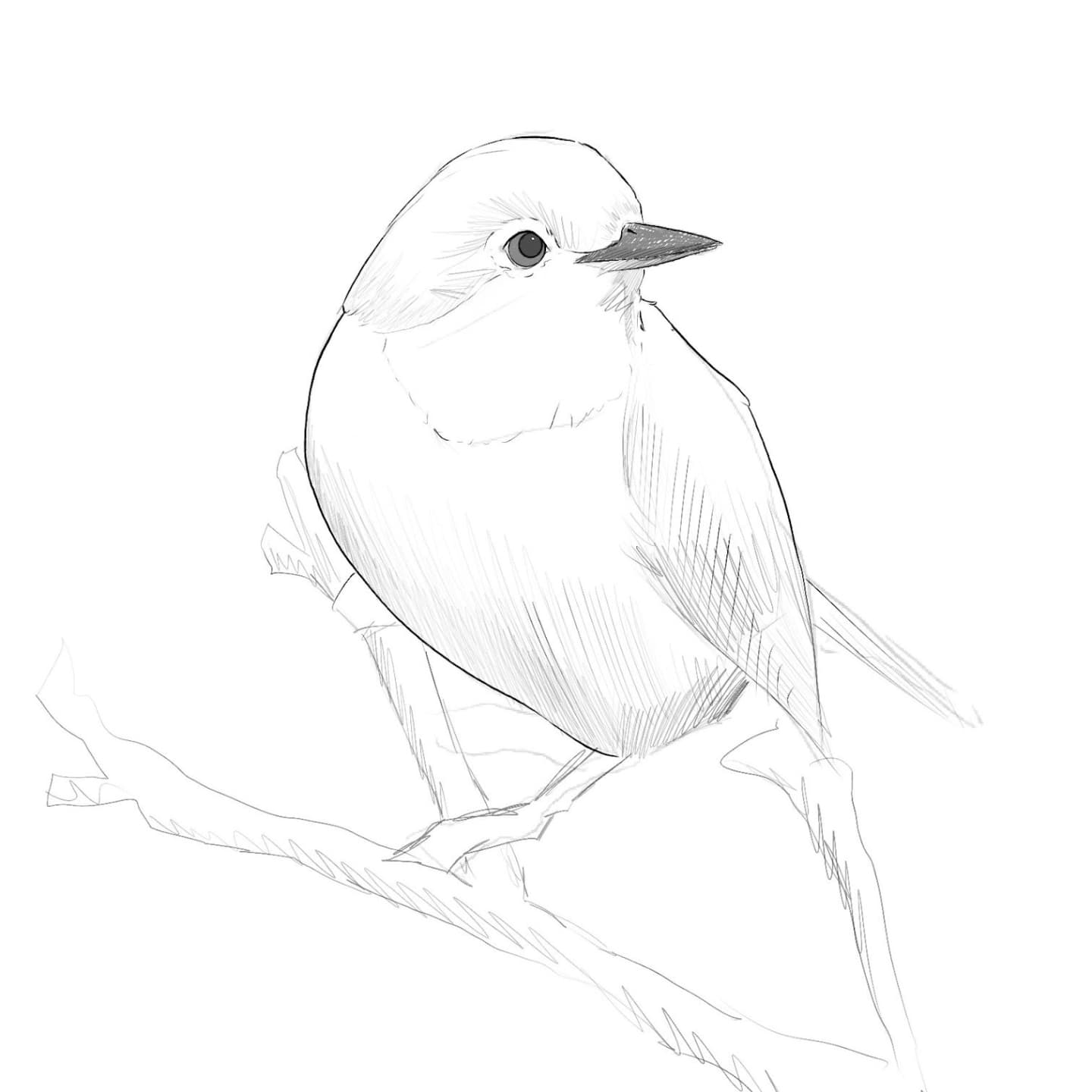 Bird Study III