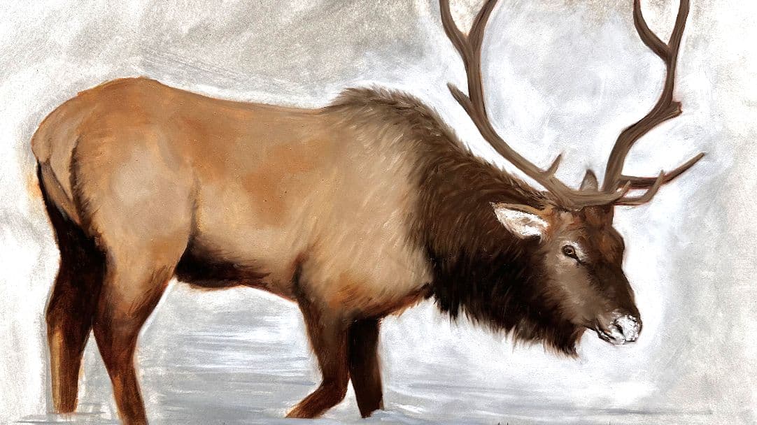 Reindeer