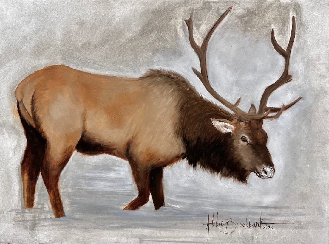 Reindeer
